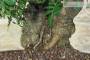 7 - Bonsai di Lentisco (72)