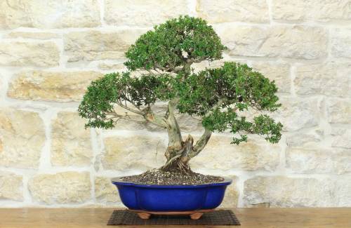 1 - Bonsai di Mirto Microphylla (52)