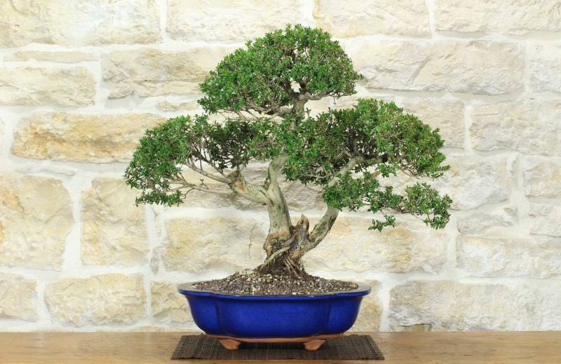1 - Bonsai di Mirto Microphylla (52)