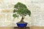 2 - Bonsai di Mirto Microphylla (52)