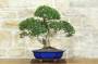 3 - Bonsai di Mirto Microphylla (52)