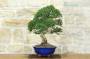 4 - Bonsai di Mirto Microphylla (52)