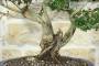 5 - Bonsai di Mirto Microphylla (52)