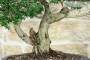 6 - Bonsai di Mirto Microphylla (52)