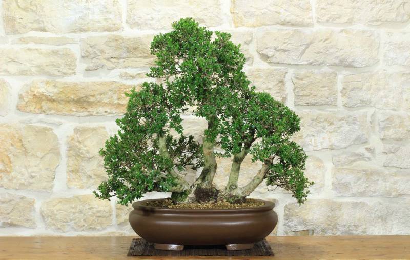 1 - Bonsai di Mirto Microphylla (53)