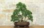 1 - Bonsai di Mirto Microphylla (53)