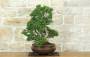 2 - Bonsai di Mirto Microphylla (53)