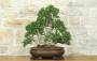 3 - Bonsai di Mirto Microphylla (53)