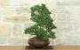 4 - Bonsai di Mirto Microphylla (53)