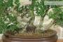 5 - Bonsai di Mirto Microphylla (53)
