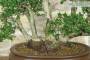 6 - Bonsai di Mirto Microphylla (53)
