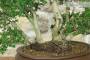 7 - Bonsai di Mirto Microphylla (53)