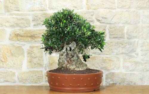 1 - Bonsai di Olivo (183)