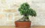 2 - Bonsai di Olivo (183)