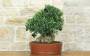 3 - Bonsai di Olivo (183)
