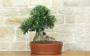 4 - Bonsai di Olivo (183)