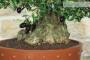 7 - Bonsai di Olivo (183)