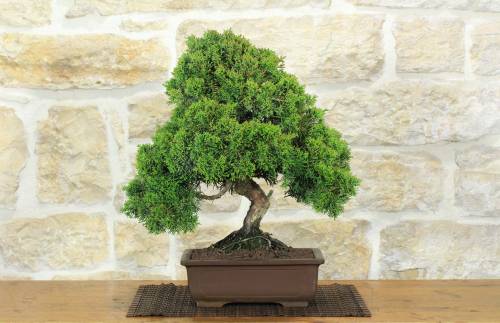 1 - Bonsai di Ginepro Kishu (130)