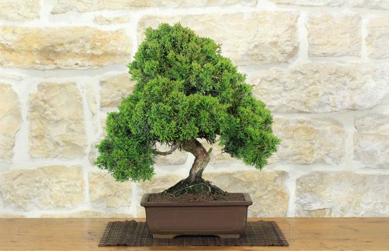1 - Bonsai di Ginepro Kishu (130)