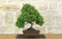 1 - Bonsai di Ginepro Kishu (130)