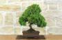 3 - Bonsai di Ginepro Kishu (130)