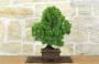 4 - Bonsai di Ginepro Kishu (130)
