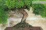 5 - Bonsai di Ginepro Kishu (130)