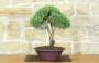 1 - Bonsai di Rosmarino (61)