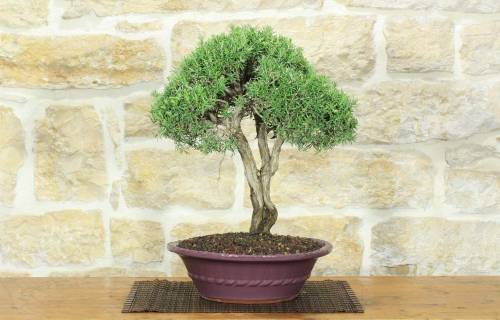 1 - Bonsai di Rosmarino (61)