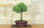 2 - Bonsai di Rosmarino (61)