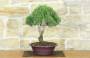 3 - Bonsai di Rosmarino (61)