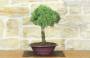 4 - Bonsai di Rosmarino (61)