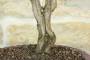 5 - Bonsai di Rosmarino (61)