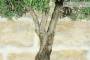 6 - Bonsai di Rosmarino (61)