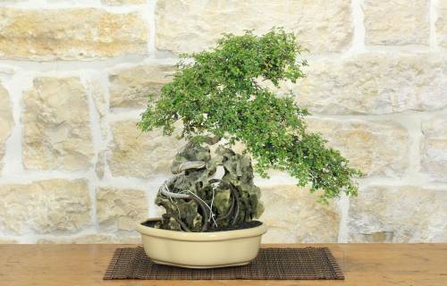 1 - Bonsai di Zelkova Parvifolia (8).