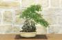 1 - Bonsai di Zelkova Parvifolia (8).