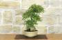 2 - Bonsai di Zelkova Parvifolia (8).