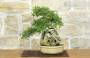 3 - Bonsai di Zelkova Parvifolia (8).