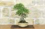4 - Bonsai di Zelkova Parvifolia (8).