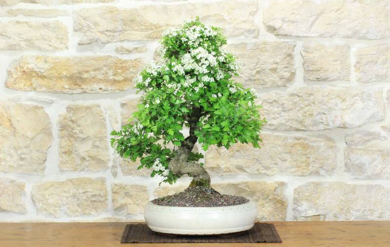 Bonsai di Biancospino (33)