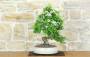 3 - Bonsai di Biancospino (33)