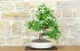 4 - Bonsai di Biancospino (33)