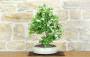 5 - Bonsai di Biancospino (33)