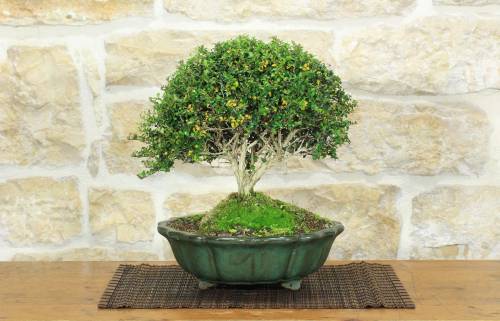 1 - Bonsai di Lonicera (2).