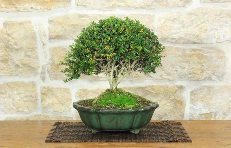 1 - Bonsai di Lonicera (2).