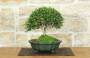 1 - Bonsai di Lonicera (2).