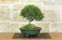 2 - Bonsai di Lonicera (2).