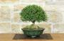 3 - Bonsai di Lonicera (2).