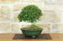4 - Bonsai di Lonicera (2).