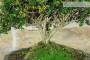 5 - Bonsai di Lonicera (2).